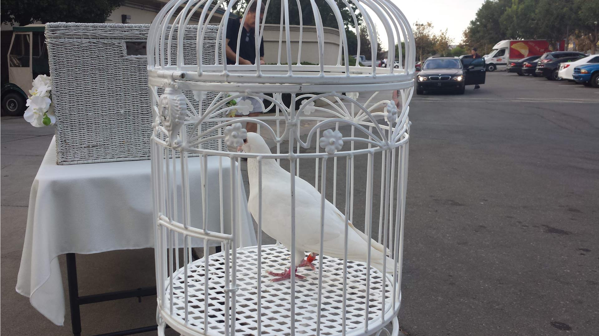 A white dove with its wings spread wide,  against a black background, ready for dove release in sanger, ca