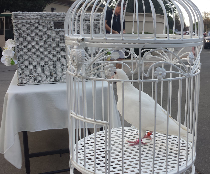 Close-up of a white homing dove inside a decorative metal cage with a professional handler preparing the release basket in the background for a service